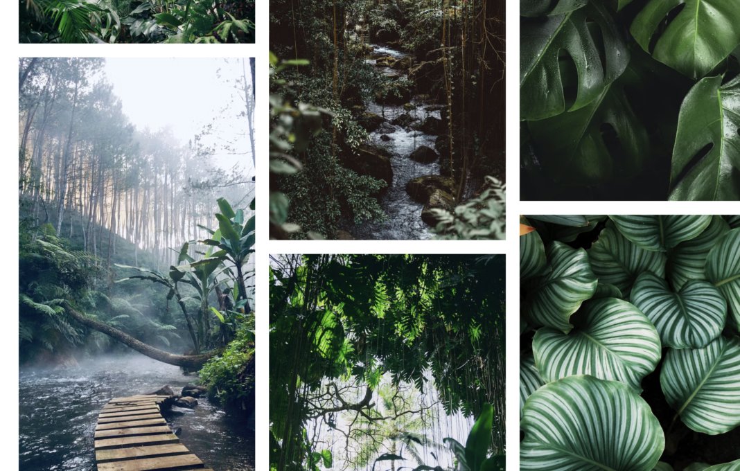 Where is the world’s most biodiversity? Follow the rain