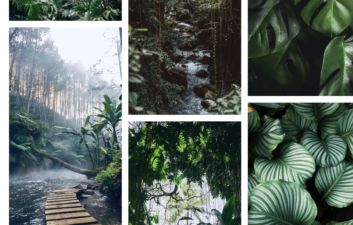 Where is the world’s most biodiversity? Follow the rain