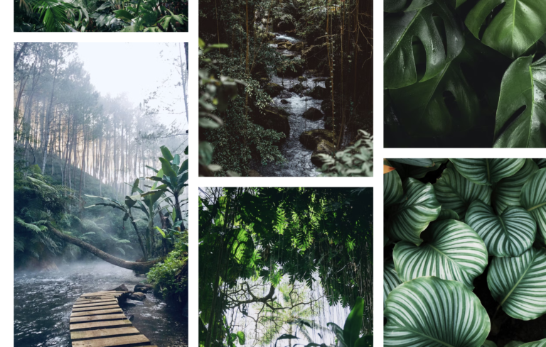 Where is the world’s most biodiversity? Follow the rain