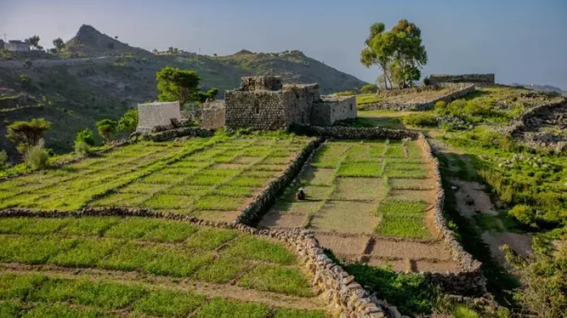 How rainwater pools help farmers in the driest land on earth