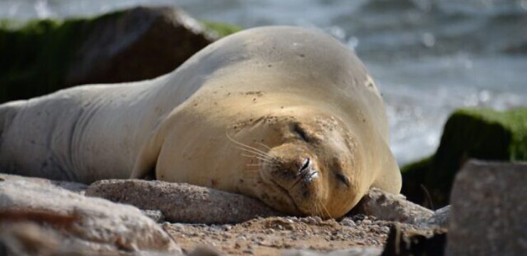rare-mediterranean-monk-seal.jpg
