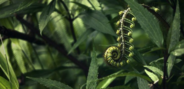 rare-plant-fern-unfurling-scaled.jpg