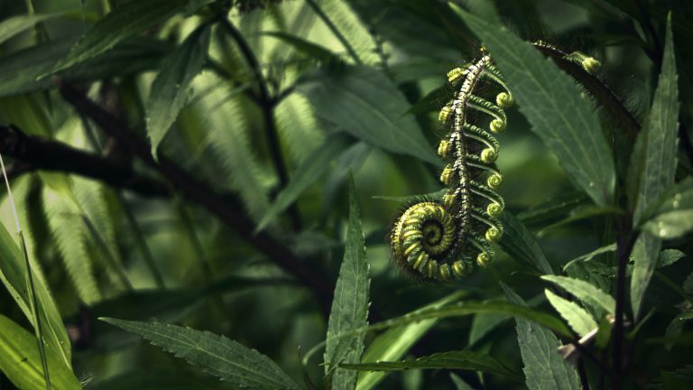 Plants going extinct faster than we thought