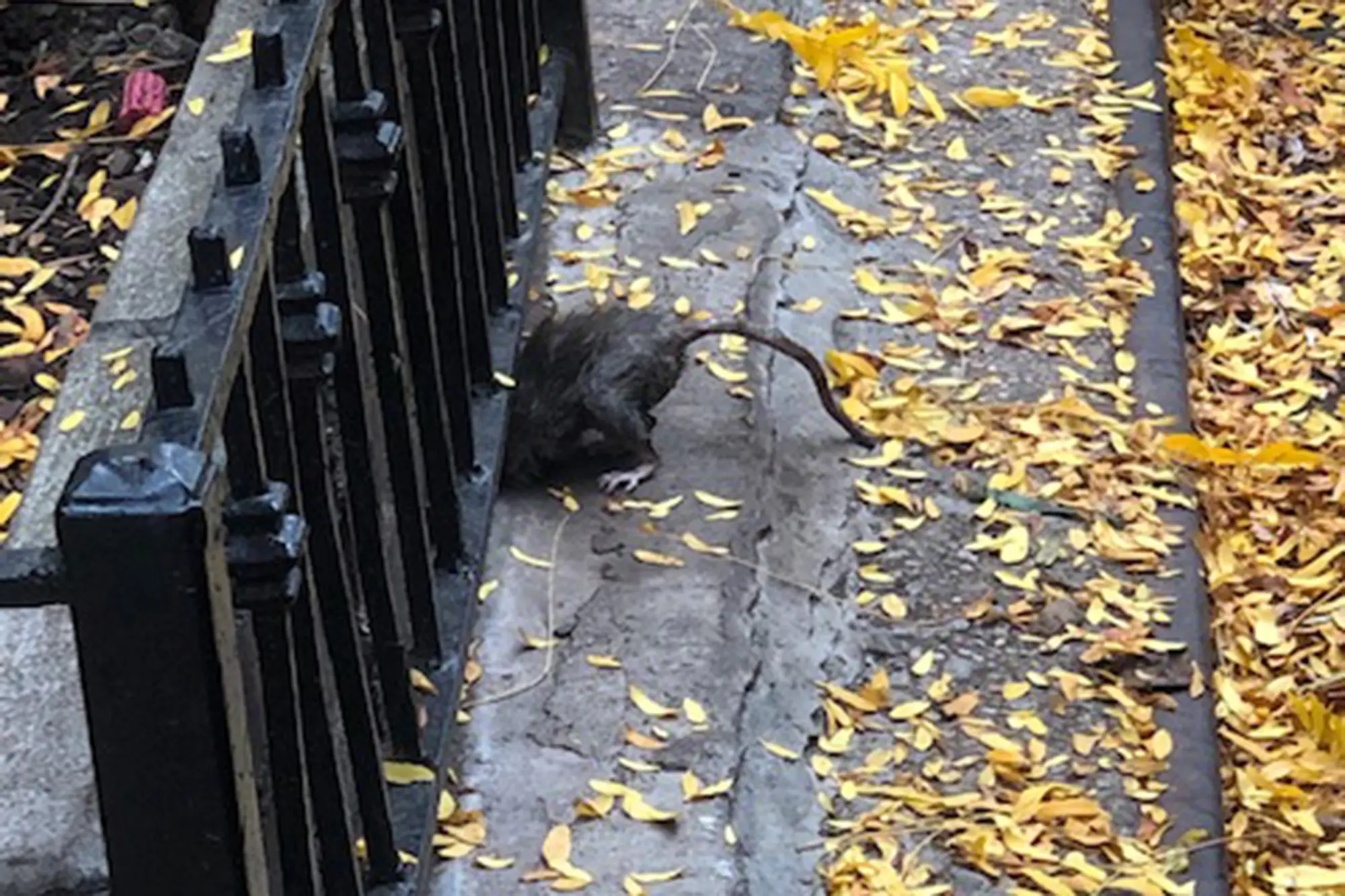 A New York rat on the Upper East Side