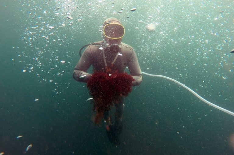 Sustainable plastics that emerge from the sea