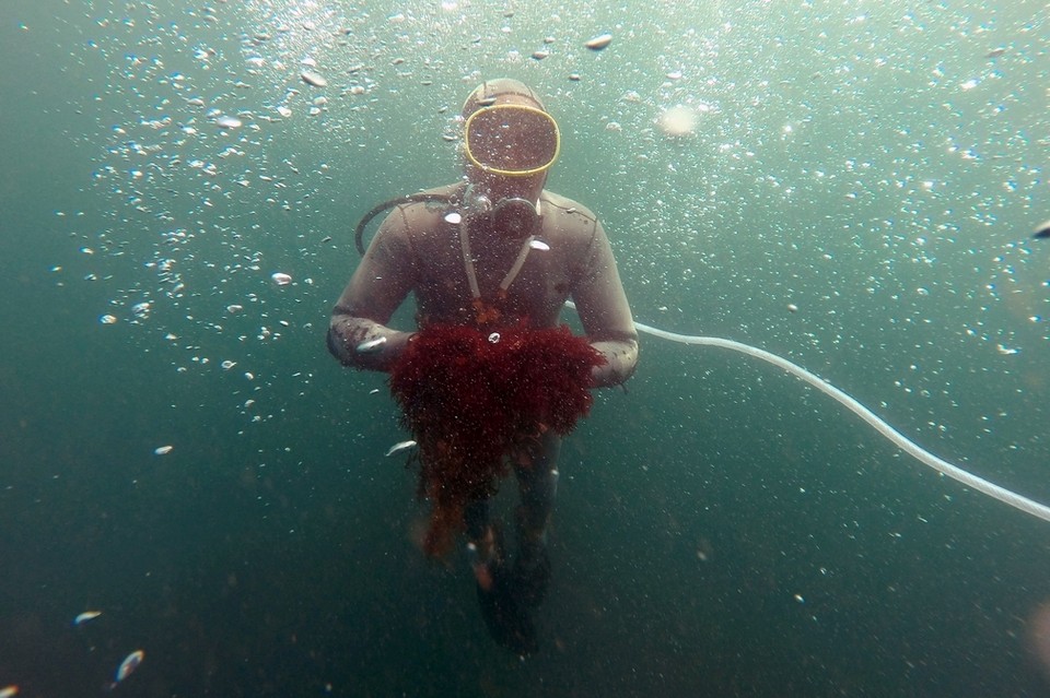 red algae, agar-agar, agar, veganism, Morocco