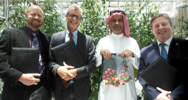 red sea farms, saudi arabia, hydroponics