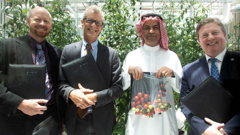 Trump’s Gaza should use hemp concrete, solar power and smart grids