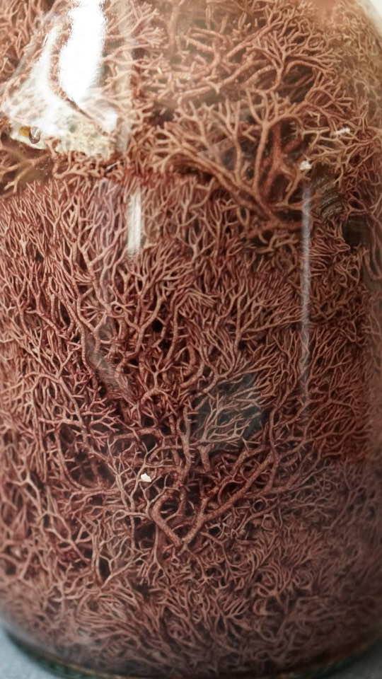 red sea moss, eucheuma cottonii, red algae superfood, seaweed farming, carrageenan source, ocean nutrition, coral reef ecosystem, marine biodiversity, sustainable aquaculture, sea moss harvesting, seaweed health benefits, tropical seaweed, coastal sustainability, marine plants, ocean farming, natural skincare ingredient, plant-based collagen, vegan omega source, marine superfood, Caribbean sea moss