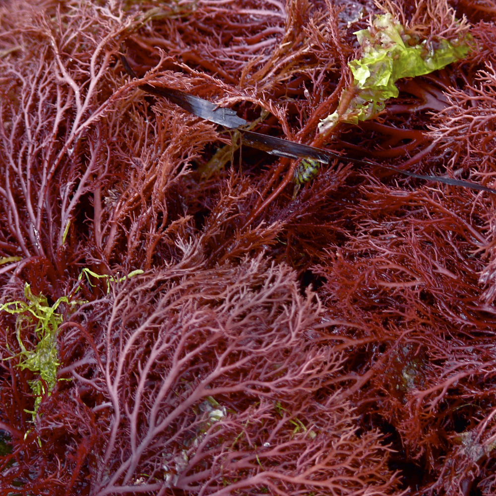 red algae seaweed morocco