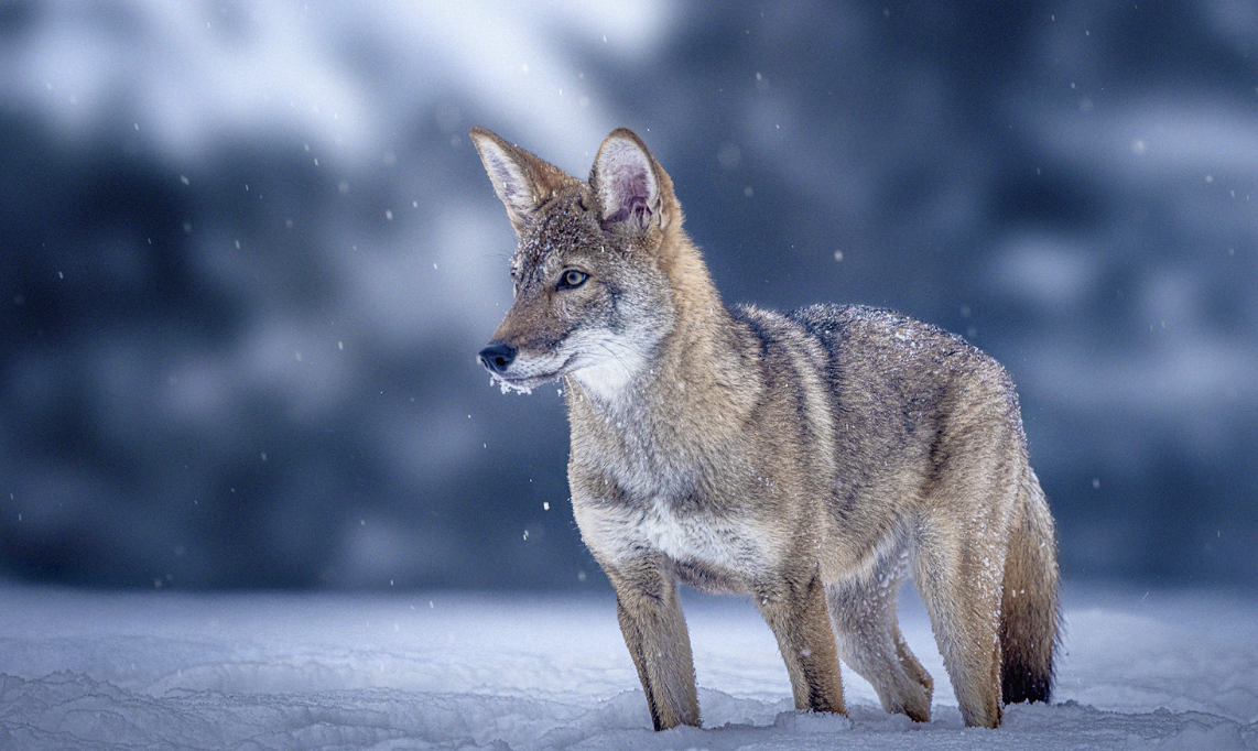 While the resurrection of the dire wolf has captured global headlines, an equally significant achievement has been unfolding alongside it: the birth of four healthy red wolf pups named Hope, Blaze, Cinder, and Ash. Using the same groundbreaking technologies developed for de-extinction, Colossal Biosciences has potentially altered the fate of North America's most endangered canid, demonstrating how ancient DNA science can directly benefit species still clinging to existence.