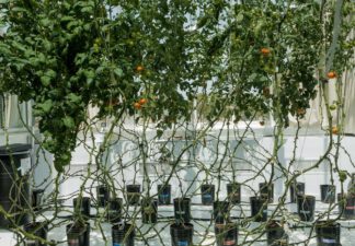 RedSea farms grows from Saudi Arabia to Egypt