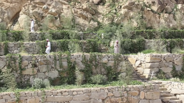 Al Baydha Regenerative farming in Saudi Arabia