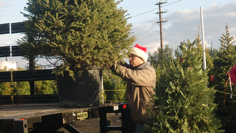 Rent a living Christmas tree in California