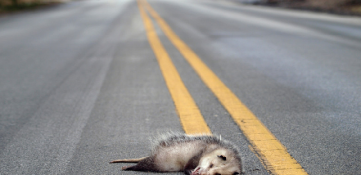 roadkill-driving-crash.png