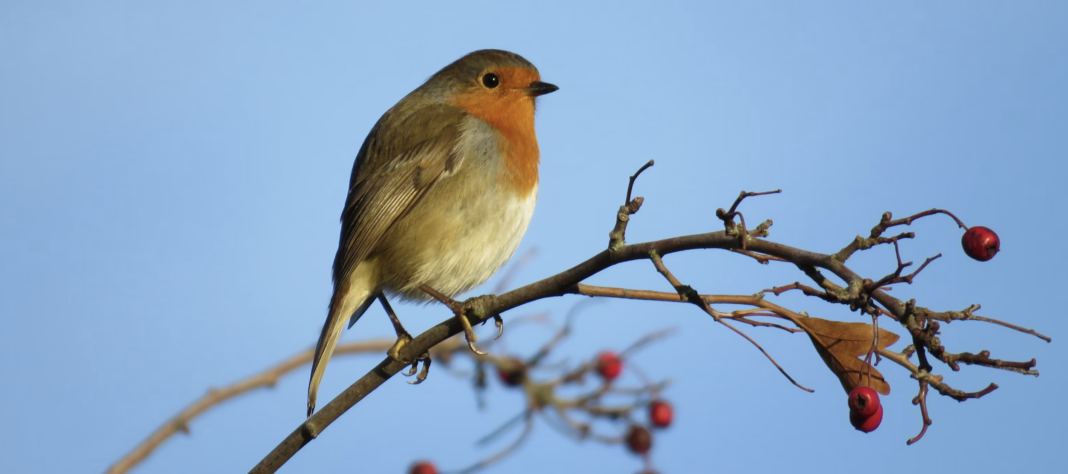 a robin