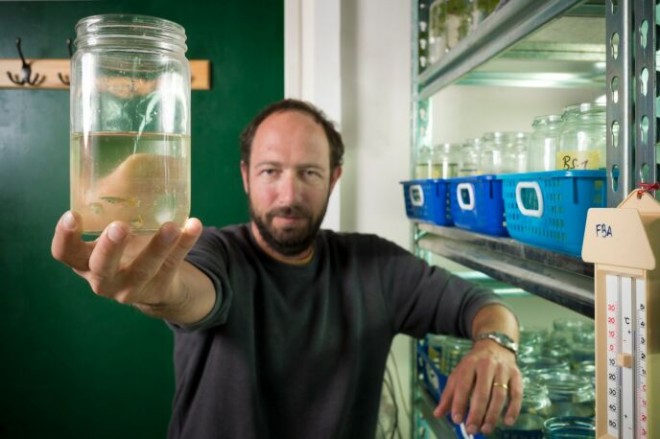 Roi Holzman fish research