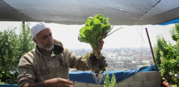 rooftop_farm_in_gaza.jpg.size_.xxlarge.letterbox.jpg