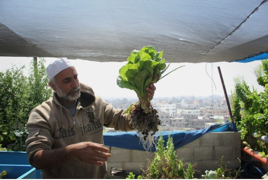 rooftop_farm_in_gaza.jpg.size.xxlarge.letterbox