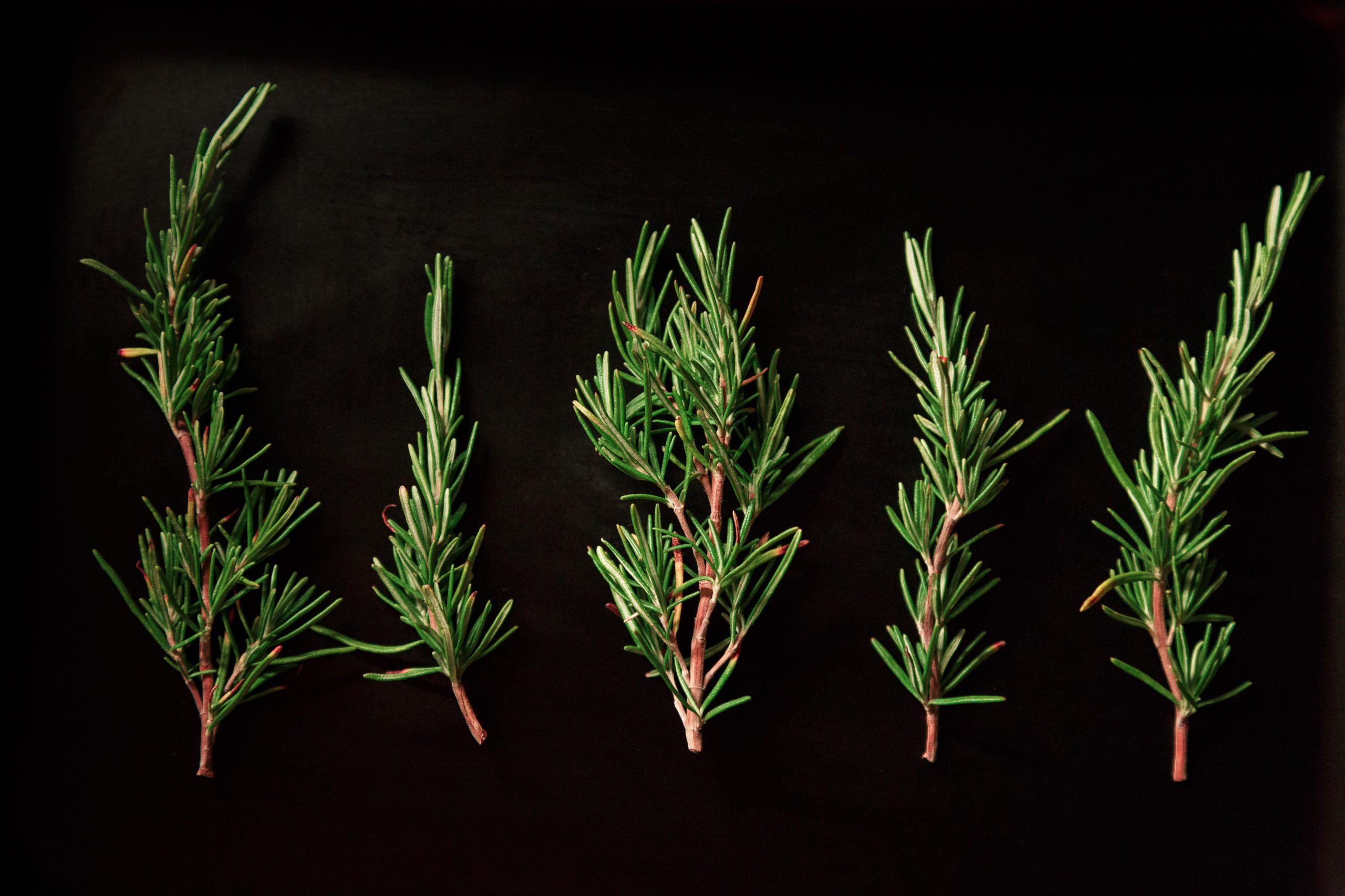 rosemary sprigs on black background