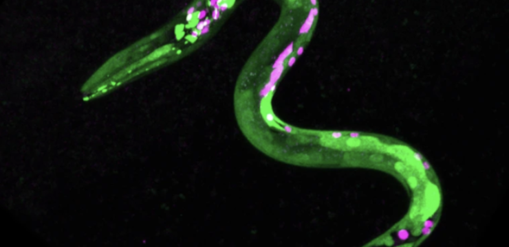 roundworms-cannabis.png