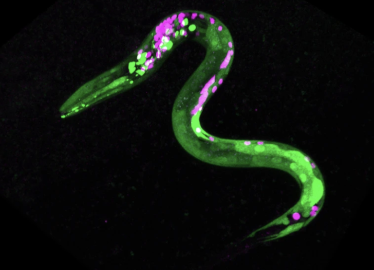 Cannabis gives worms the munchies