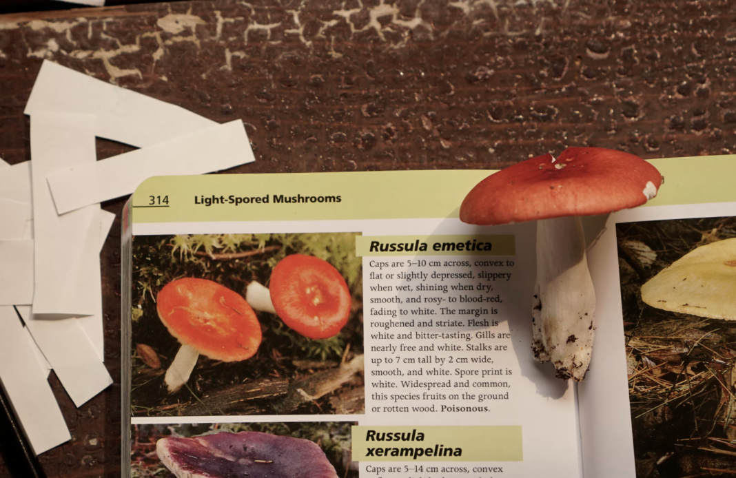 Russula Emetica