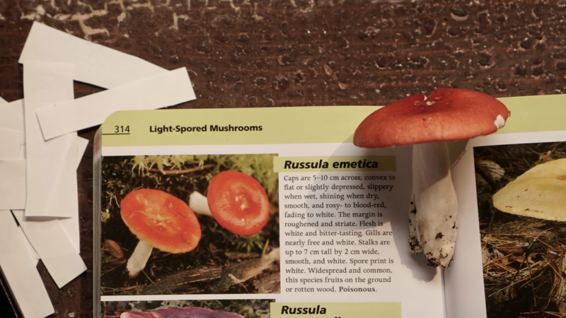 How psychedelics reset the brain