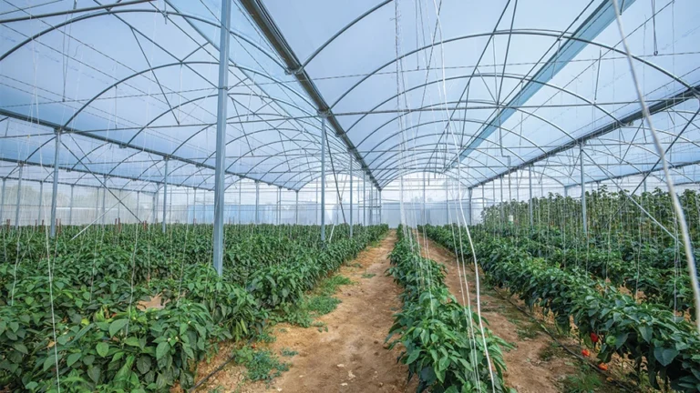 Green Polyethylene: The Plant-Based Plastic That’s Replacing Oil