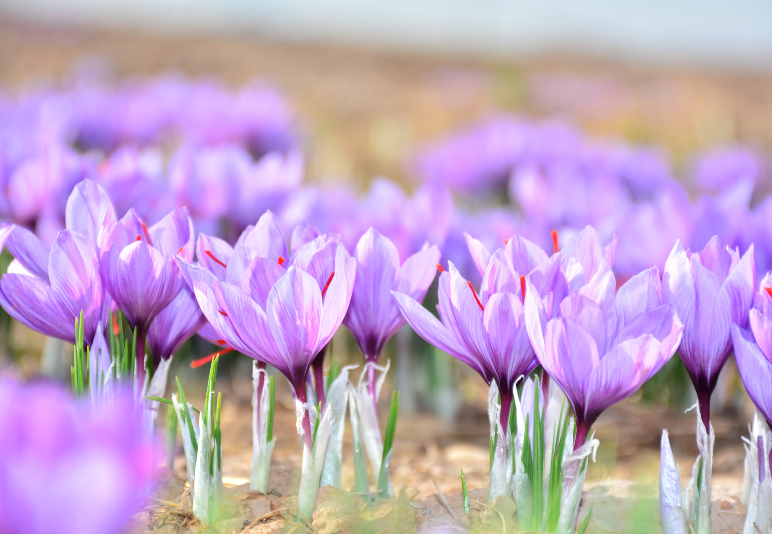 saffron flowers, natural viagra?