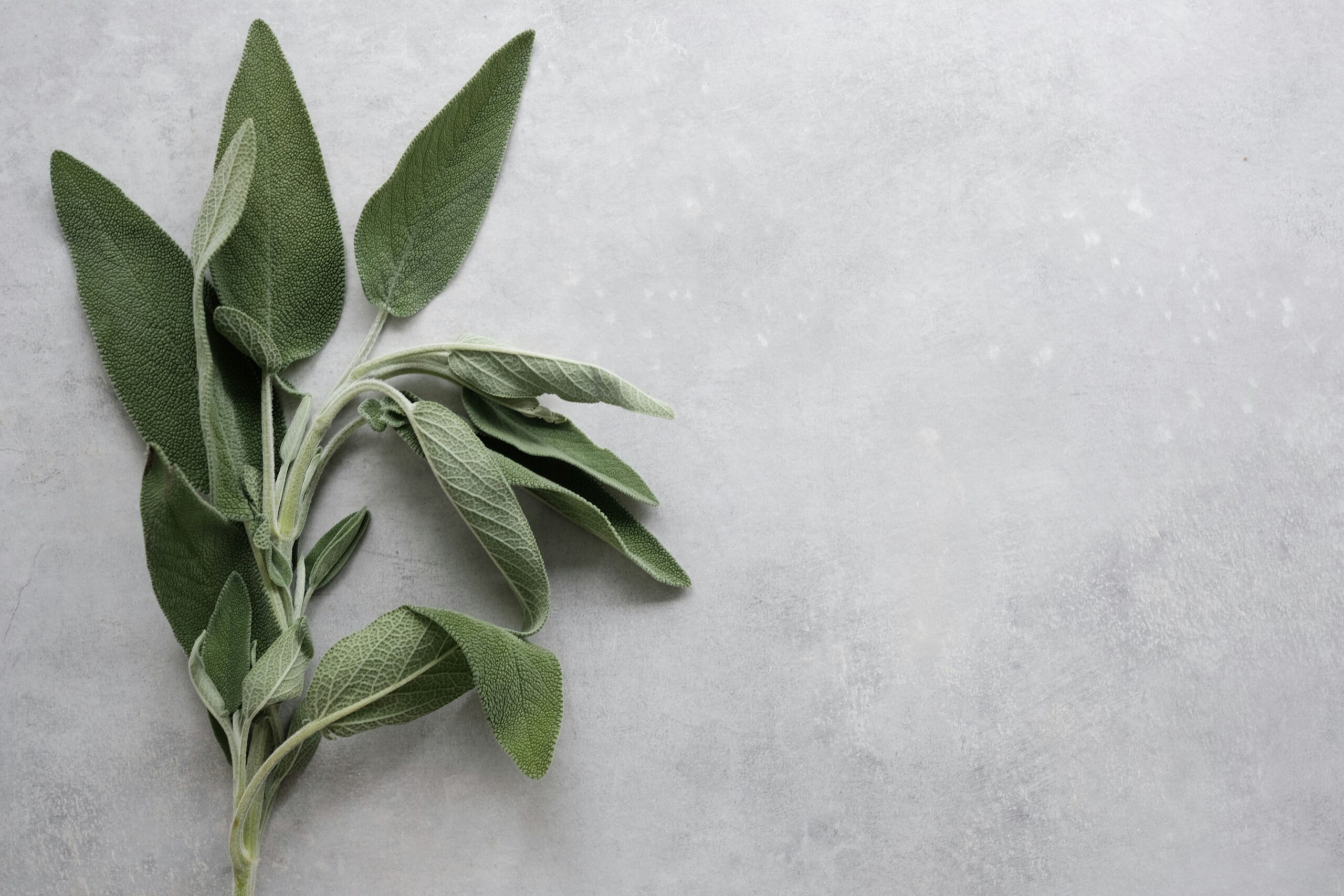 fresh sage leaves