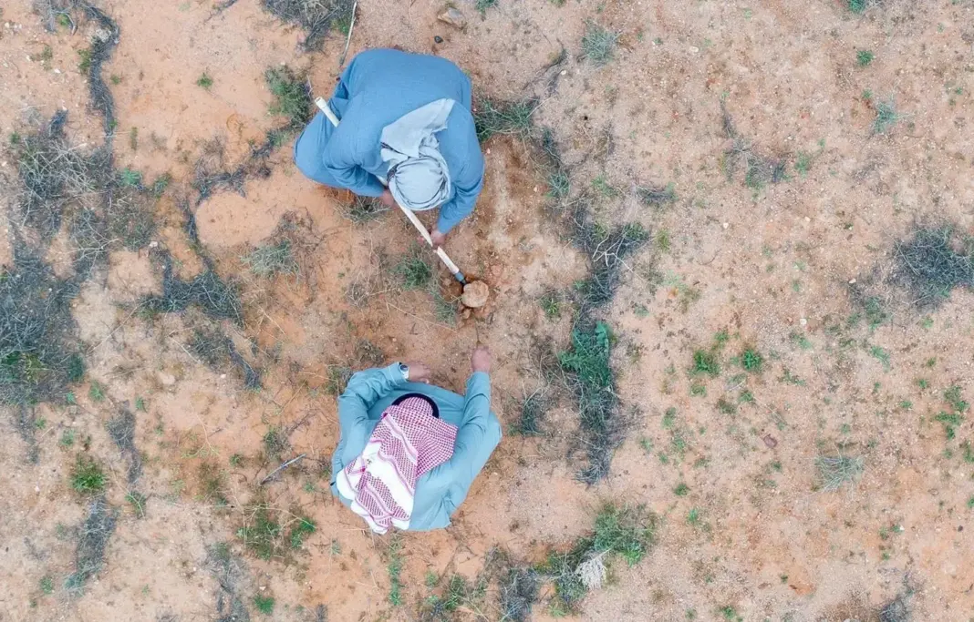 Desert truffles show anticancer promise
