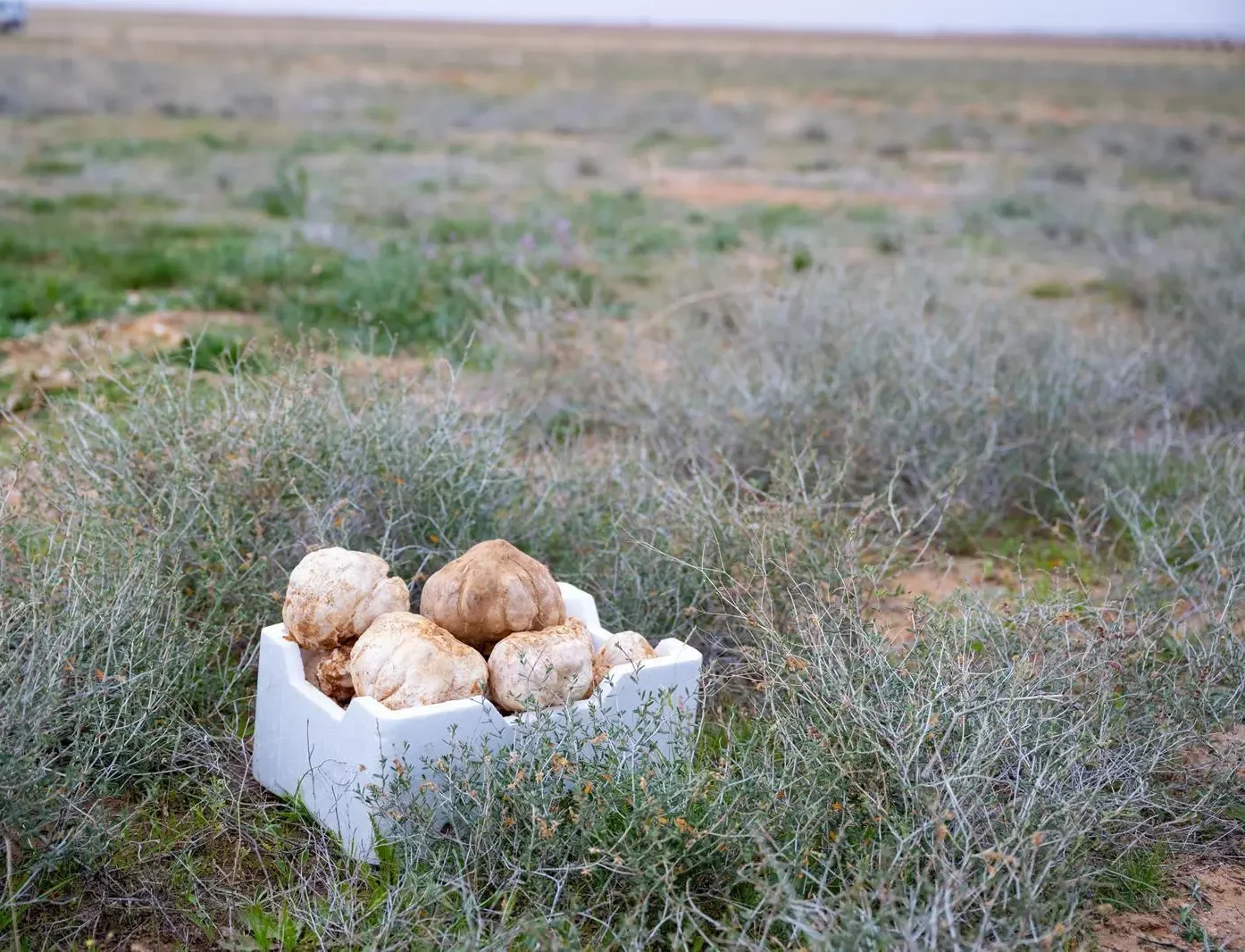 Saudi Arabia is home to desert truffles.