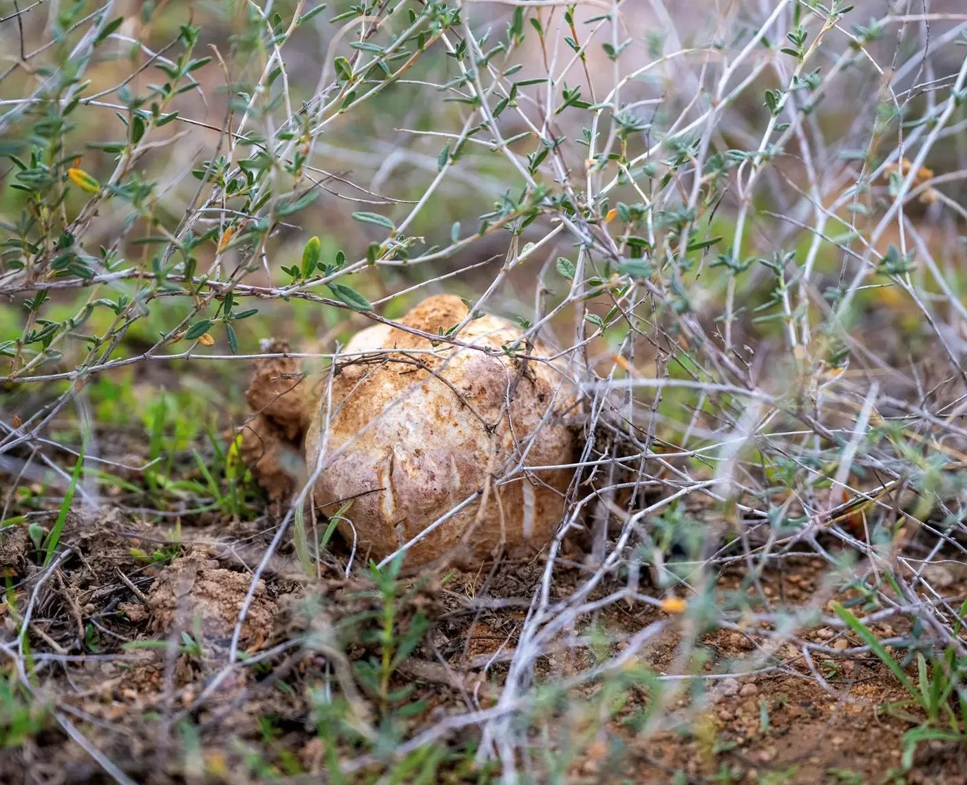 Saudi Arabia is home to desert truffles.