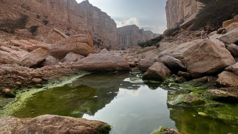 Saudi Arabia starts protecting nature for conservation