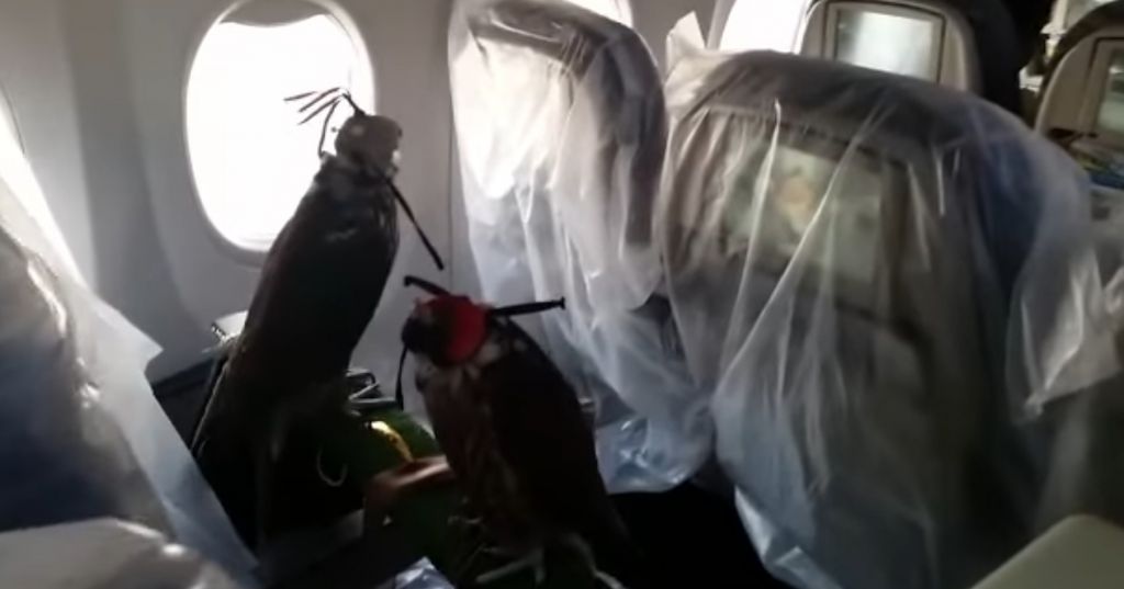 falcons on plane, Saudi prince