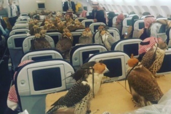 Flying with falcons?