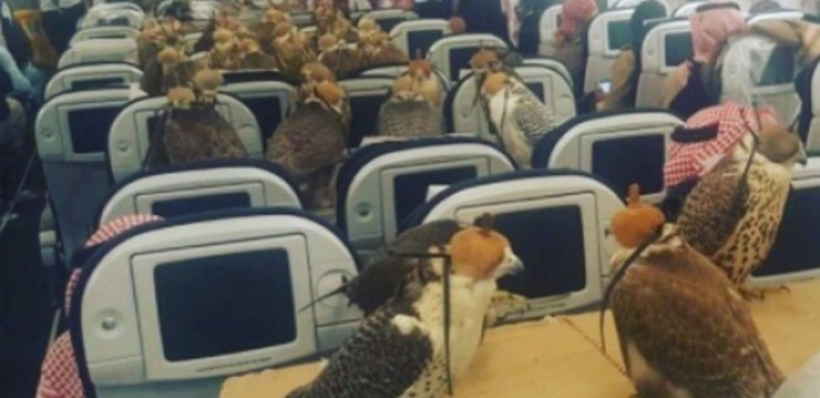 saudi-princes-falcons.jpg