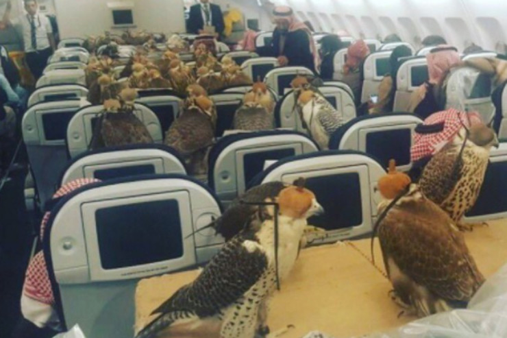 falcons on plane, Saudi prince