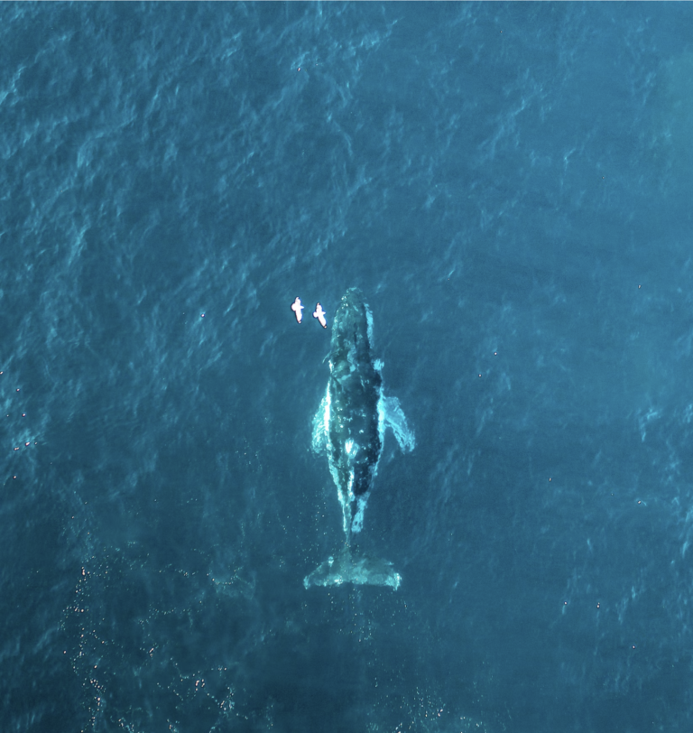 Big Data invention saves wildlife using movement, GPS