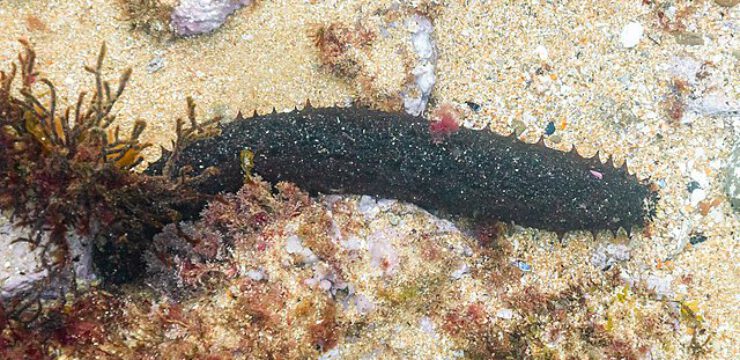 sea-cucumber.jpg