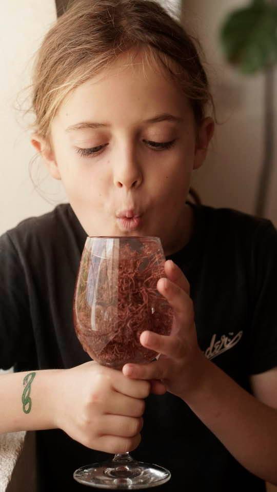 red sea moss, eucheuma cottonii, red algae superfood, seaweed farming, carrageenan source, ocean nutrition, coral reef ecosystem, marine biodiversity, sustainable aquaculture, sea moss harvesting, seaweed health benefits, tropical seaweed, coastal sustainability, marine plants, ocean farming, natural skincare ingredient, plant-based collagen, vegan omega source, marine superfood, Caribbean sea moss