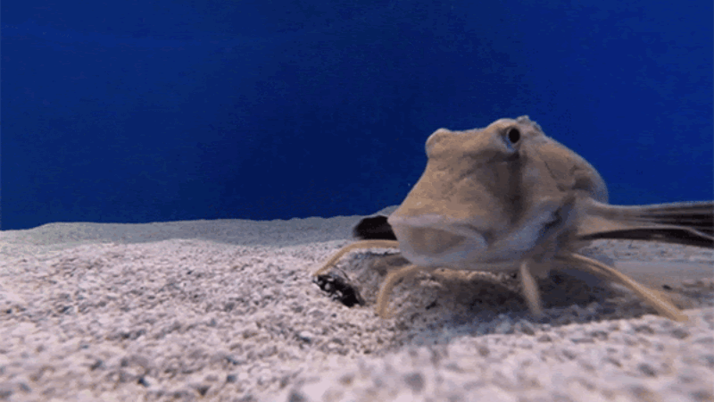 This fish can taste with its legs