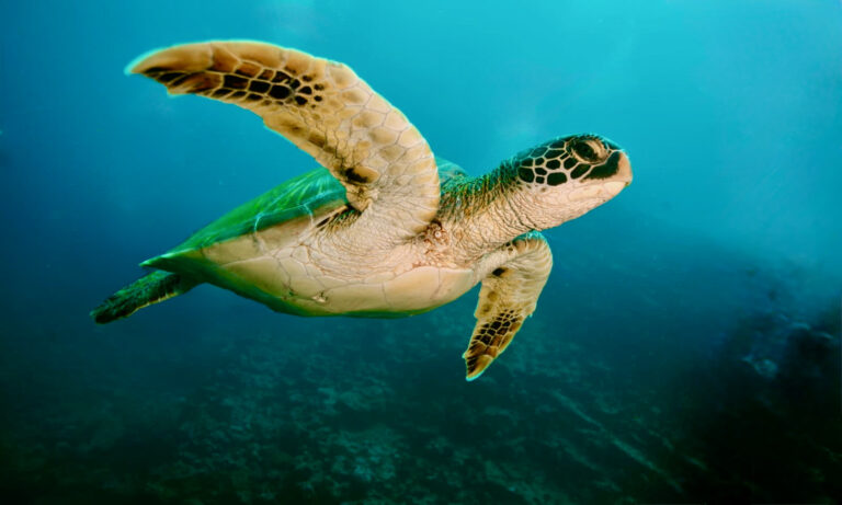 Climate change traced in sea turtle shells