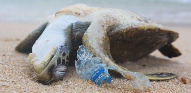 sea-turtle-plastic.jpg
