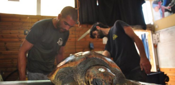 sea-turtle-rescue-israel.jpg