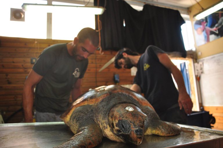 Tests for oil and gas kill dozens of giant sea turtles