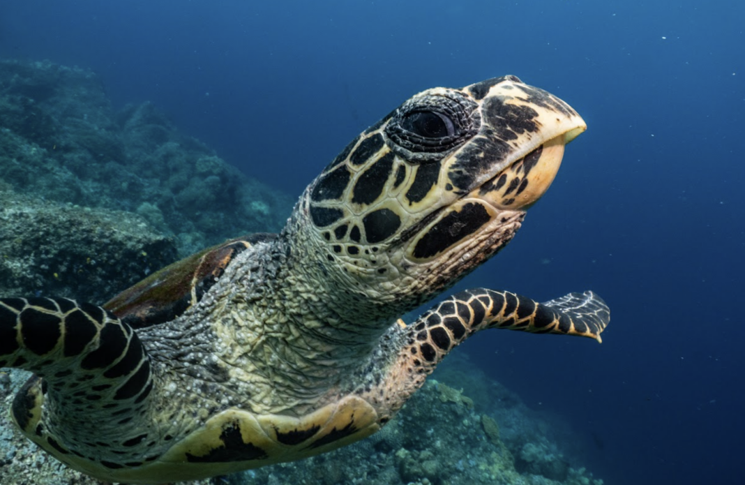 The Professional Advices About Instagram Management Services