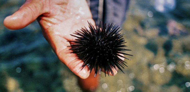 sea-urchins-die-out.png