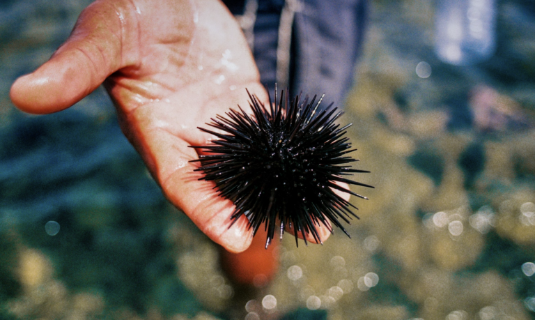 Deadly Red Sea epidemic wiped out sea urchins